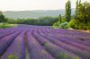 Fields of lavender Provence France